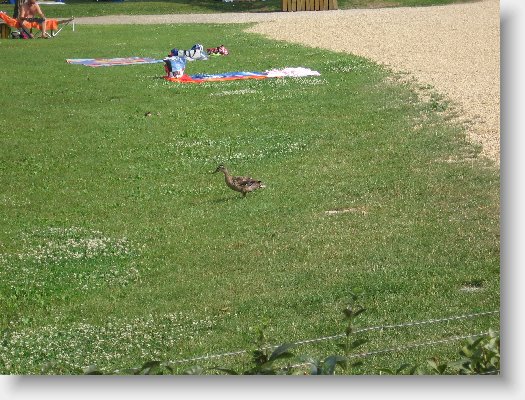 IMG_0145.JPG